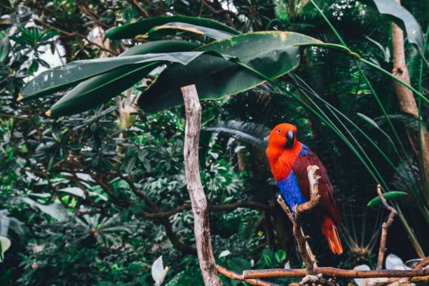 Closeup shot of an Eclectus parrot with red and blue plumage perched on a branch A closeup shot of an Eclectus parrot with red and blue plumage perched on a branch eclectus parrot stock pictures, royalty-free photos & images