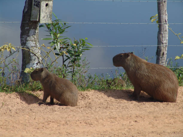 istock Brown Capybaras near the lake 1460470251
