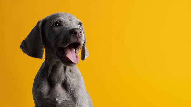 istock Cute Weimaraner puppy isolated on a yellow background 1460470292