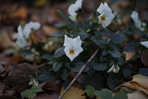 A closeup shot of great white trillium flowers found growing in the wild