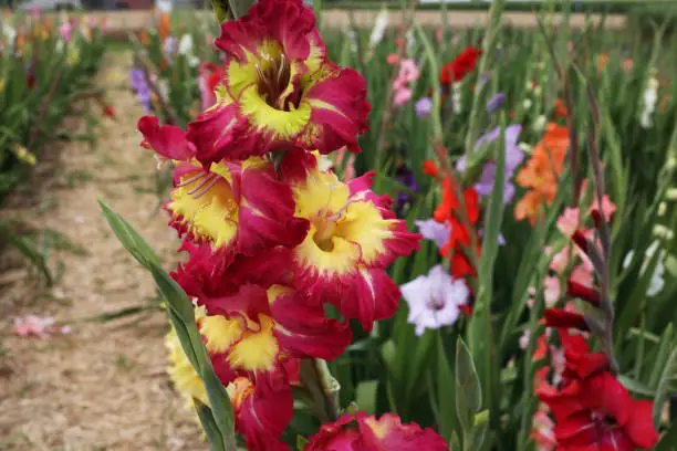 A closeup shot of blooming red and yellow gladiolus flowers in a meadow