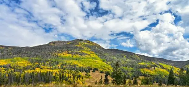 A beautiful scene of aspen trees under green mountains with cloudy sky in Fishlake National Forest