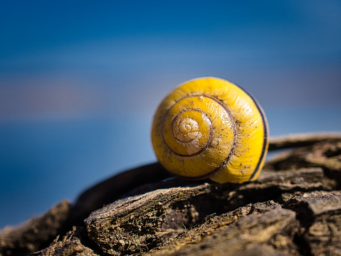 A beautiful view of a yellow cochlea on a wooden surface