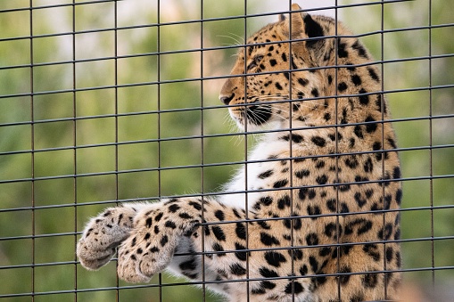 A leopard behind a fence