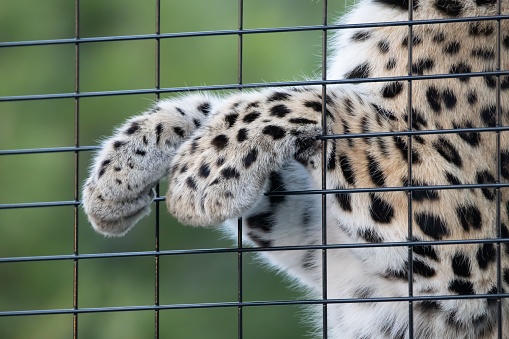 A closeup of leopard paws behind a fence
