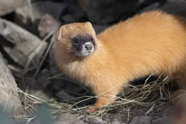 A small Siberian skunk standing on rocky ground