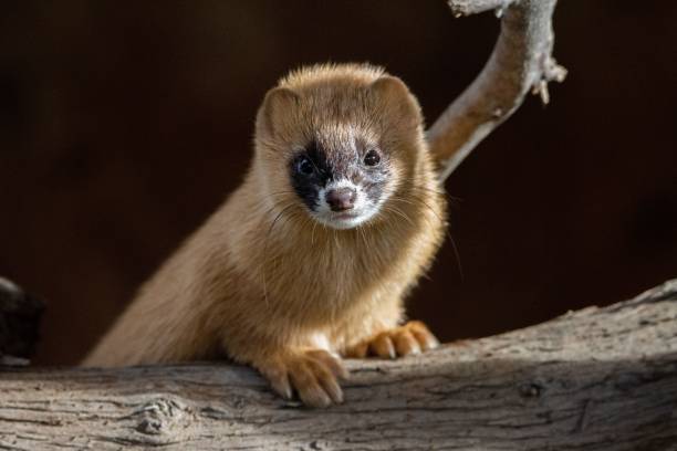 istock Small Siberian skunk perching on wood 1460471681