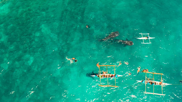 istock Oslob Whale Shark Watching in Philippines, Cebu Island. 1460472313