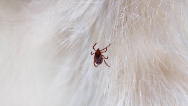 istock Kitten with ticks. Ticks attached to cat skin. Tick bite. 1460473672