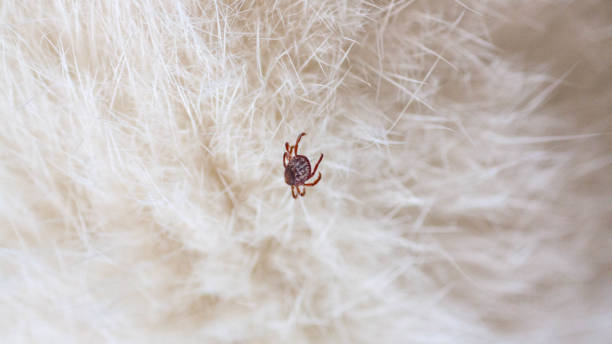 istock Kitten with ticks. Ticks attached to cat skin. Tick bite. 1460475004