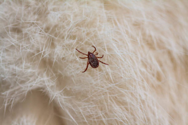 istock Kitten with ticks. Ticks attached to cat skin. Tick bite. 1460475068
