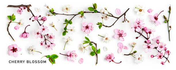 istock Cherry blossom, pink and white spring flowers 1460479912