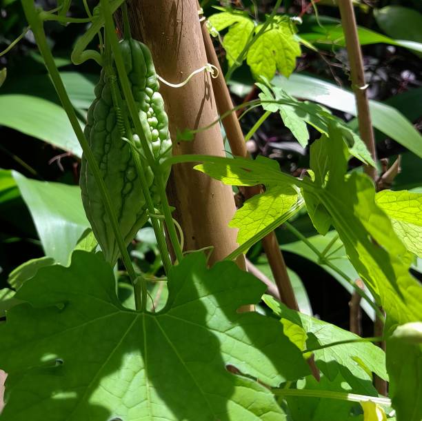 istock bitter gourd tree (Momordica charantia L.) which thrives in the garden 1460481262