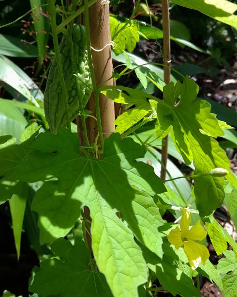 istock bitter gourd tree (Momordica charantia L.) which thrives in the garden 1460481272