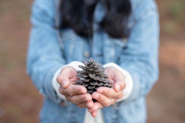 istock Pine cones on a woman hand in a forest on a sunny day 1460481877