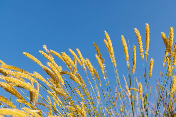 Dry thin yellow stems of wild reeds sway in a light breeze against the background of a clear blue daytime sky in the light of a bright sun