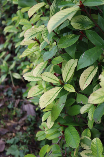 istock Iron chlorosis disease on Photinia hedge 1460484002
