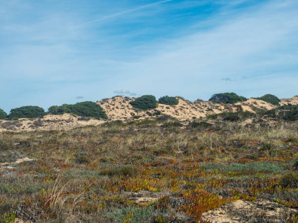 vue des dunes de sable couvertes de buissons verts et de végétation succulente méditerranéenne sur la côte sauvage de la rota vicentina près de vila nova de milfontes, portugal. - baie partie dune plante photos et images de collection