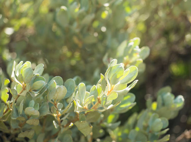 Close up silver green leaves on blurred bokeh greenery background in sunlight with copy space using as natural green decorative nature background. Ecology, fresh wallpaper concept
