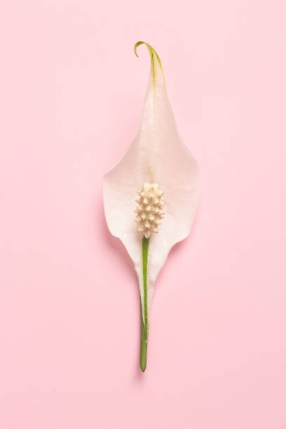 에로틱 한 은유. 외음부를 닮은 꽃잎을 가진 장미 꽃 봉오리. 배경으로 아름 다운 꽃, 근접 촬영 - vagina 뉴스 사진 이미지