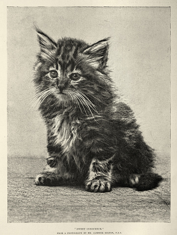 Vintage illustration after a photograph of a Kitten, Sweet Innocence, Victorian cat photographs, History pets, 19th Century
