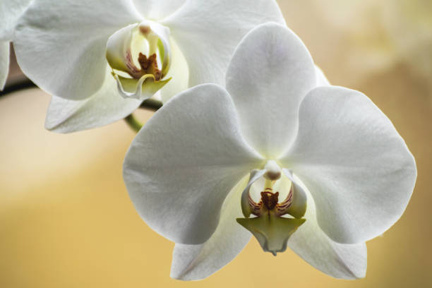 istock A white orchid with a rosy yellow center 1460489580
