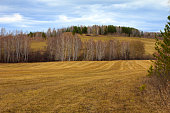 Autumn field of dry grass