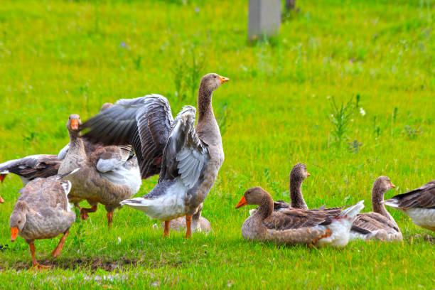 istock Geese on the green grass 1460491930