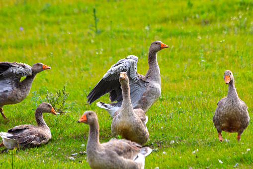 Geese on the green grass