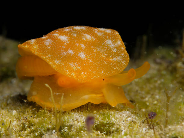 istock Rare alien nudibranch in the Mediterranean Sea 1460491992