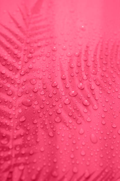 istock background with water drops with fern shadow 1460493149