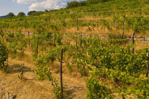 istock Drone photography of vineyard 1460493527