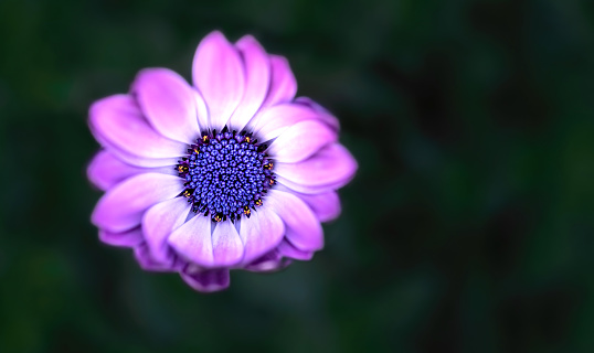 a macro picture of a purple cape marguerite  with a blurry dark green background, copy space, negative space