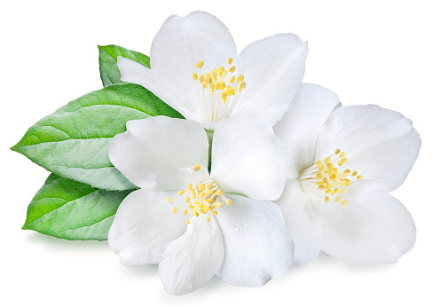 Beautiful white jasmine flowers with green leaves. File contains clipping path.