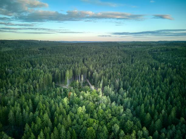 istock Aerial drone image over a forest with beautiful cloudscape 1460493811