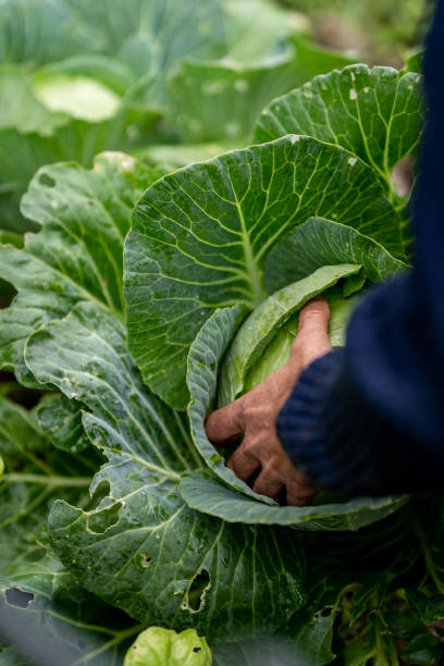 istock hands of a farmer picking a white cabbage. close up 1460494568