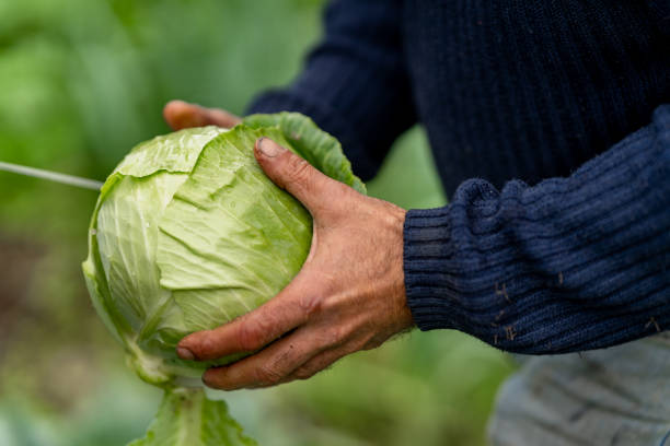 istock hands of a farmer picking a white cabbage. close up 1460494574
