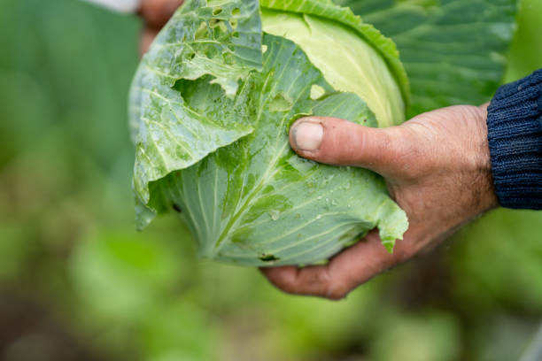 istock hands of a farmer picking a white cabbage. close up 1460494586