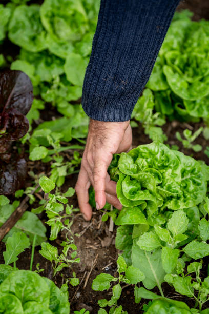 istock vertical composition. hands of a farmer picking a lettuce from the field. close up 1460494593