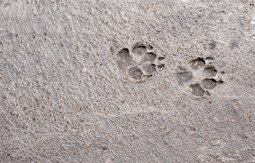 Relief of two animal paw prints in concrete pavement. Background and wallpaper texture. Copy space