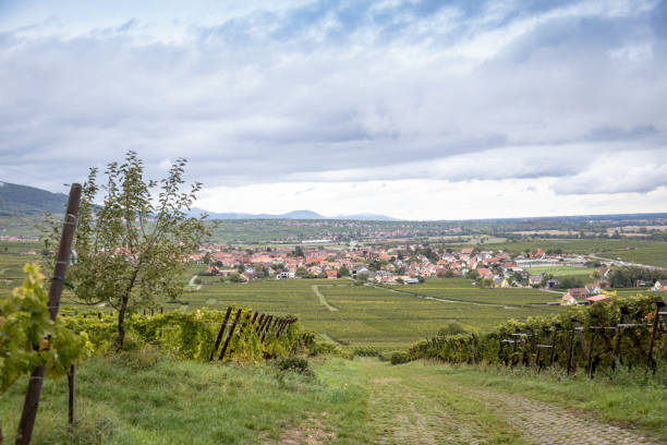 istock In Alsace: Pfaffenheim and its vineyard 1460500169