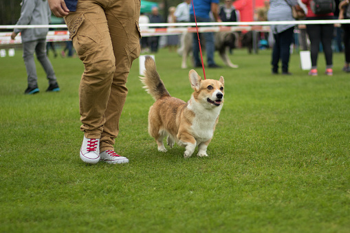 Welsh Corgi Pembroke dog during the show in the ring
