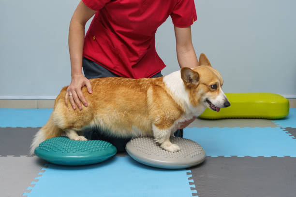 istock Dog rehabilitation under human care 1460501128
