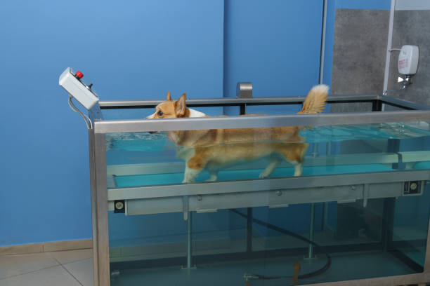 istock Dog rehabilitation on a water treadmill 1460501139