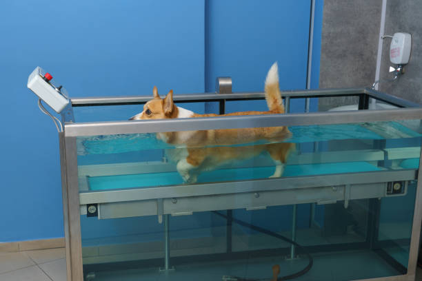 istock Dog rehabilitation on a water treadmill 1460501155