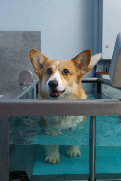 80+ Dog Hydro Therapy Stock Photos, Pictures & Royalty-Free Images - iStock
