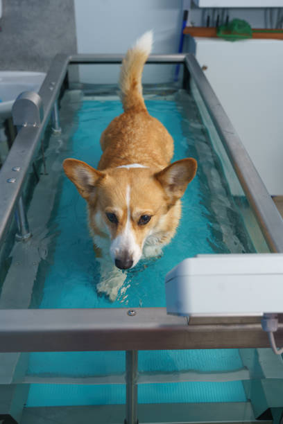 istock Dog rehabilitation on a water treadmill 1460501167