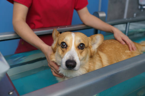 réhabilitation du chien sur tapis roulant aquatique - hydrothérapie photos et images de collection