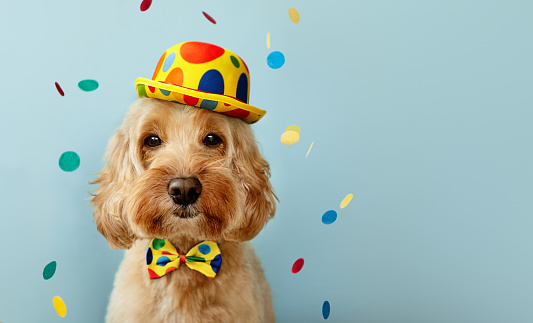 Funny dog wearing a clown hat and bowtie celebrating at a birthday party