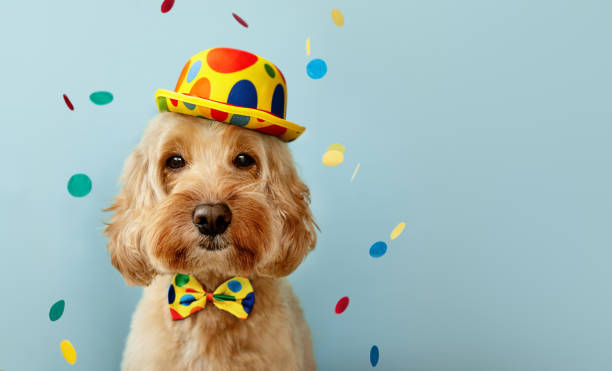 cão engraçado que comemora em uma festa de aniversário - pet clothing - fotografias e filmes do acervo